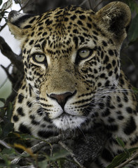 Fototapeta na wymiar Leopard Close up