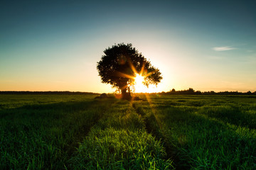 Lonely tree in a field at sunset - 167924257