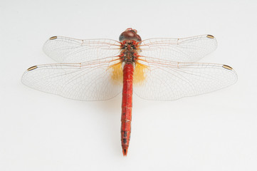 Red dragon fly