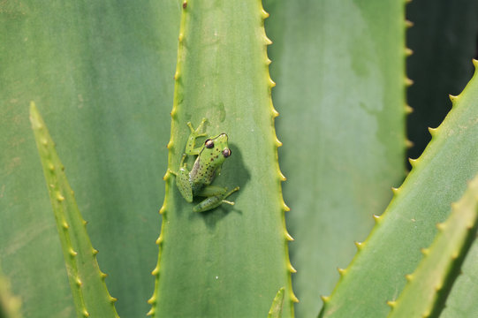 Pandanus frog (Mantidactylus pulcher). Andasibe-Mantadia National Park, Madagascar.
