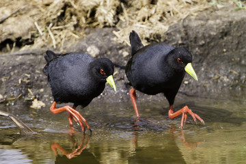 Black Crake race
