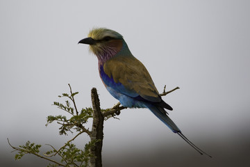 Lilac breasted roller