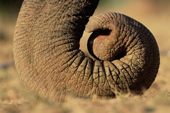 Close up of curled tip of trunk of Indian elephant (Elephas maximus). India. Endangered species.