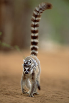 Ring tailed lemur carrying young (Lemur catta). Madagascar.