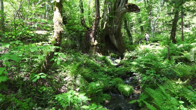 和池の大カツラ