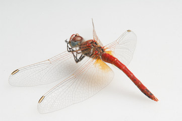 Red dragon fly