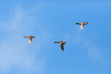 three mallard ducks (anas platyrhynchos) flying, clouds, blue sky