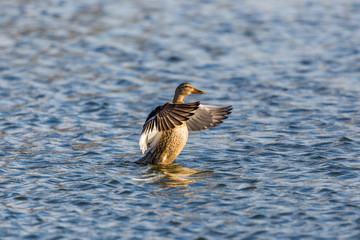 female mallard duck (anas platyrhynchos) with open wings