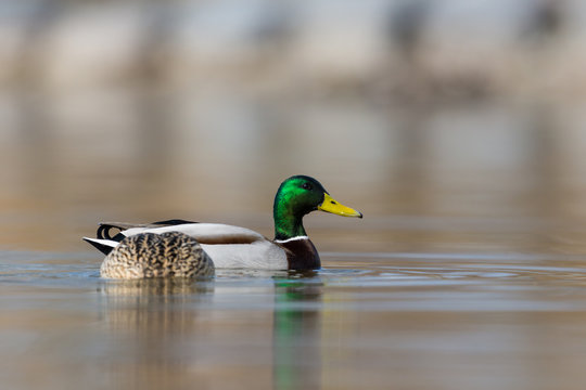 pair of mallard ducks (anas platyrhynchos) swimming