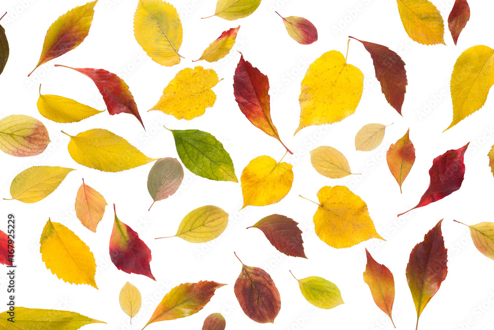 Poster Fall maple leaves pattern isolated on white background