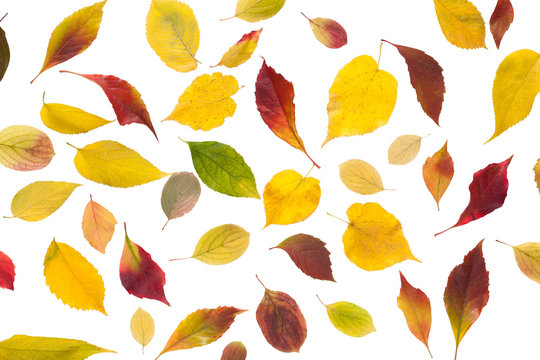 Fototapeta Fall maple leaves pattern isolated on white background
