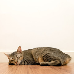 Cat sleeping on wooden floor with white blank space wall. adorable cat rest close eyes at Home.