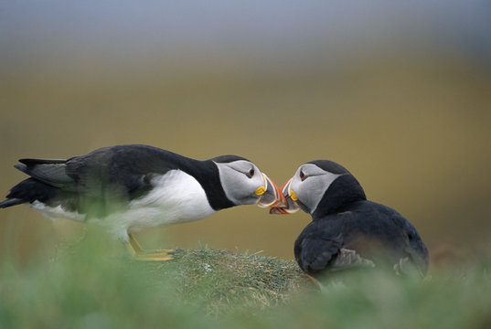 Puffins pair (Fratercula arctica) bonding. Western Isles, Scotland, UK.