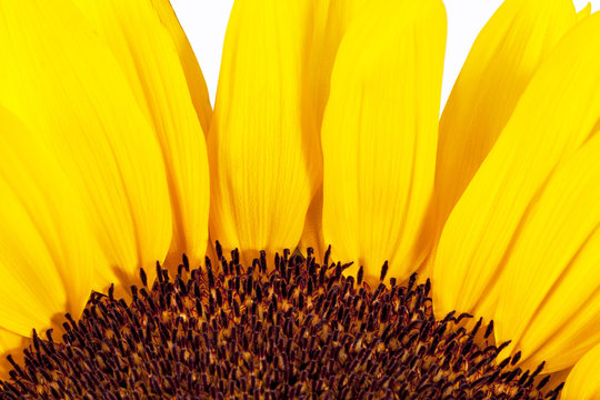 Blooming sunflower on white  background, close up.