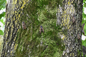 日本の昆虫・たくさんの「セミ・（アブラゼミ）」生存競争、一生懸命生きる、ひと夏の恋、恋愛、人生設計、ライフプラン、カモフラージュなどのイメージ