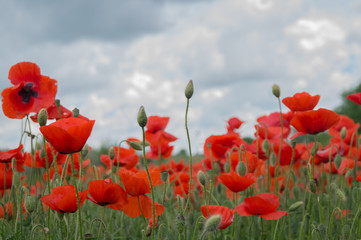 Naklejka premium Bright red poppies grow on the field under the blue cloudy sky
