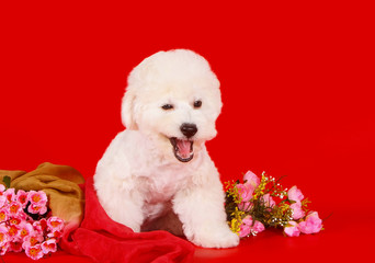 A happy dog breeds bichon frize sits on a red background. Satisfied white puppy with hanging ears. Studio photo of a pet dog with flowers.