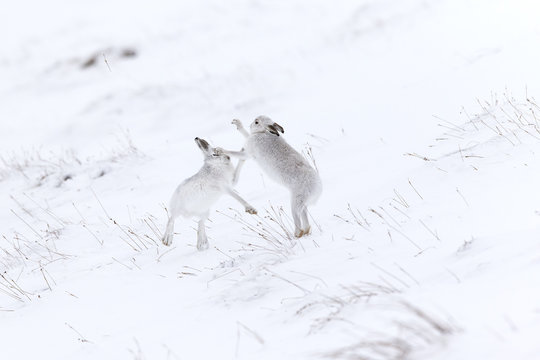 Mountain Hare (Lepus timidus) two animals boxing on snowy hillside Scotland, UK. February.