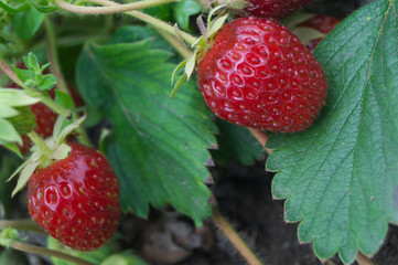 Two red ripe strawberries with green leaves grow in the garden