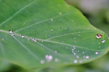サトイモの葉の上の滴