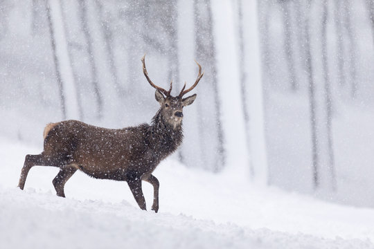 Red Deer stag (Cervus elaphus) in snow-covered pine forest in blizzard. Scotland, UK. December.
