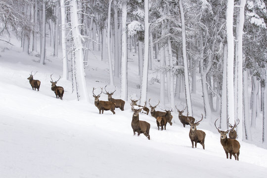 Red deers standing on snowy landscape in forest