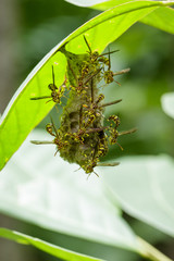 Image of an Apache Wasp (Polistes apachus) and wasp nest on nature background. Insect Animal
