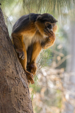Western red colobus (Procolobus badius) portrait of an adult male. Gambia, Africa. May 2016.