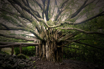 Beautiful big old tree in Hawaii stock photo images. Exotic fresh nature in Hawaii. Green forest in Hawaii stock photo