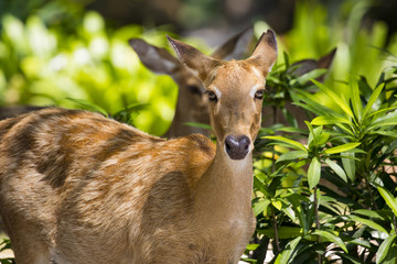 Image of deer on nature background. Wild Animals.