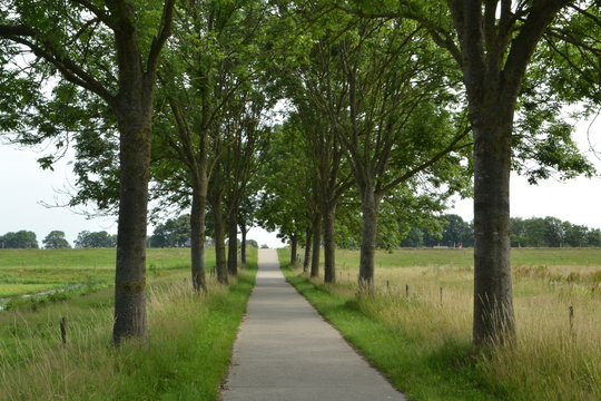 fietspad met essen met essenziekte in Vechtdal © henkbouwers