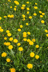 Spring landscape yellow dandelion flowers in the grass.