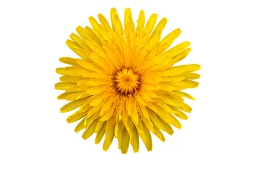 Photo sur Plexiglas Dent de lion Une fleur jaune de pissenlit sur fond blanc avec un tracé de détourage. Fermer. Photographie en studio.