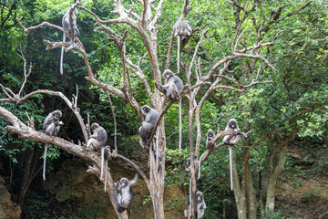 Dusky leaf monkeys on the tree.