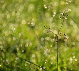 Bokeh caused by dew on top of green grass.