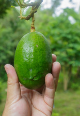 avocados on tree in garden