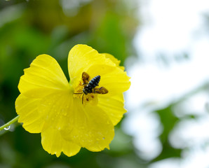 Bee on a yellow flower with water drops after rain against green background in the garden.