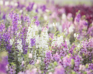 flowers (salvia officinalis) in the garden