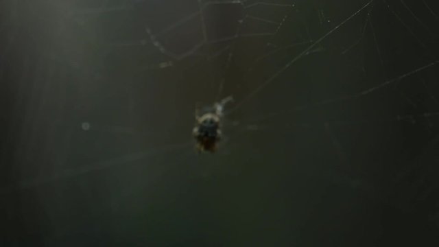 Insect spider sits on web.