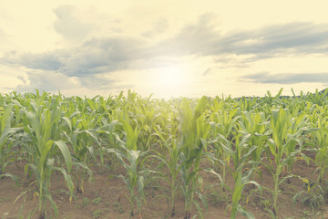 Fototapeta na wymiar Corn field in early morning light