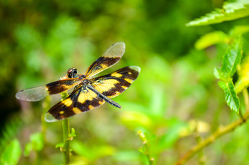 Beautiful black and yellow dragonfly against a green background