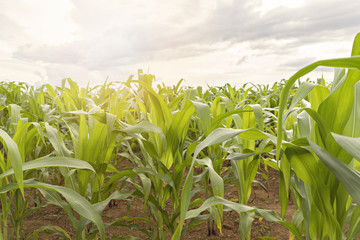 Corn field in early morning light