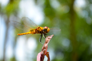 Perspecive shot of a beautiful yellow dragonfly against a green background