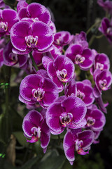 Fototapeta premium Purple orchid flower