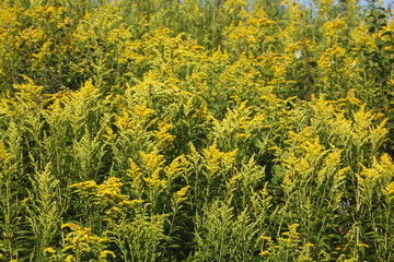 Gelbe Blumen Kanadische Goldrute