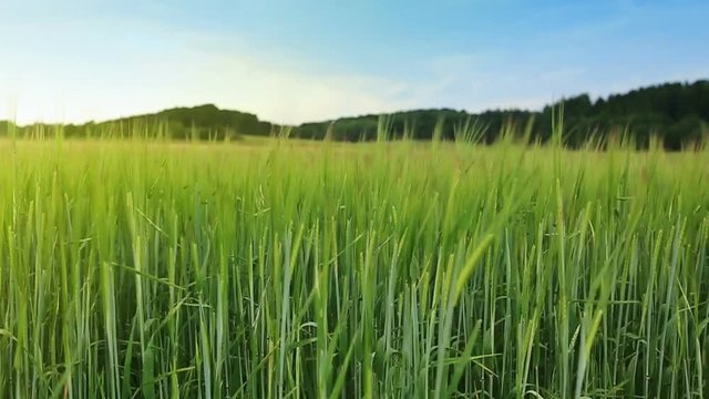 Green barley field and sky.