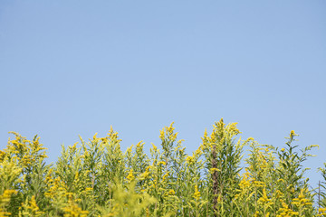 Gelbe Blumen Kanadische Goldrute