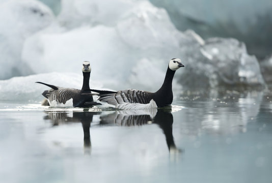 Barnacle goose swimming in water