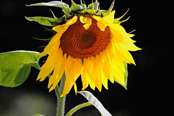 einzelne Sonnenblume im Feld