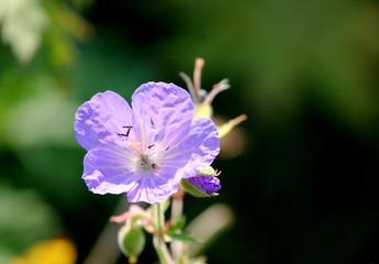 violette Blüte des Wiesenstorchschnabel